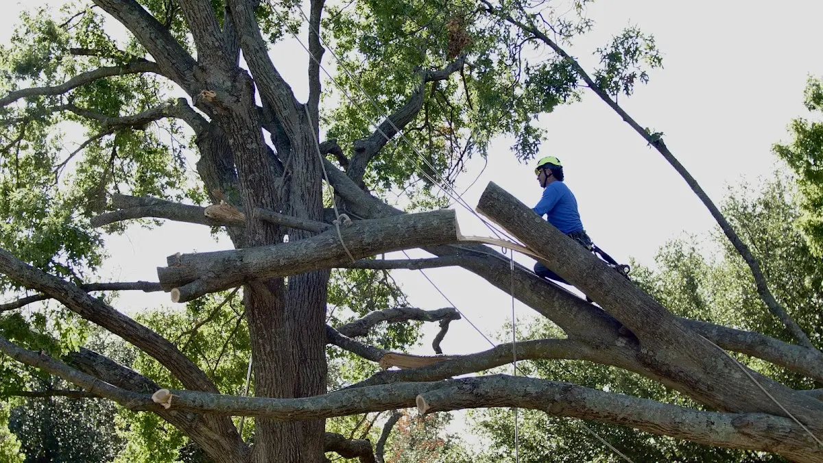 Professional Hazardous Tree Removal performed by certified arborists in Lake Charles